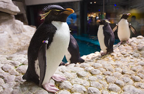 Mengunjungi Shedd Aquarium, Aquarium Dalam Gedung Terbesar Di Dunia