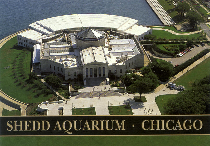 Mengunjungi Shedd Aquarium, Aquarium Dalam Gedung Terbesar Di Dunia