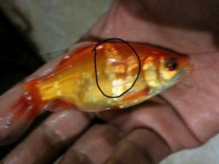 ikan komet lafadz allah