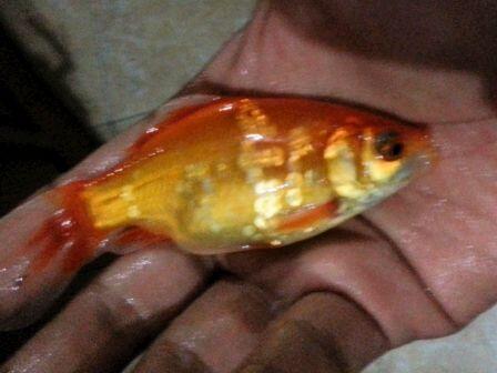 ikan komet lafadz allah