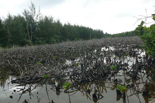 &#91;RIP&#93; Asal Agan Tahu, Hutan Mangrove Itu Perisai Bumi!