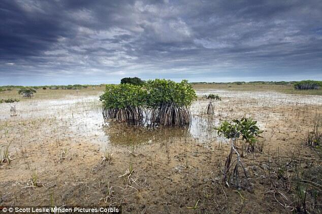 &#91;RIP&#93; Asal Agan Tahu, Hutan Mangrove Itu Perisai Bumi!