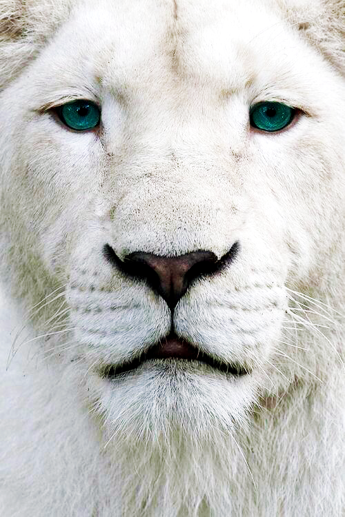 Pictures wallpaper buat handphone