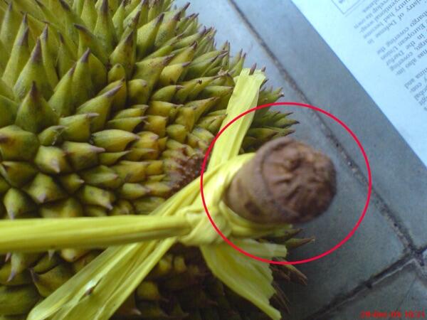 8 TIPS MEMILIH DURIAN YANG BAGUS DAN LEZAT