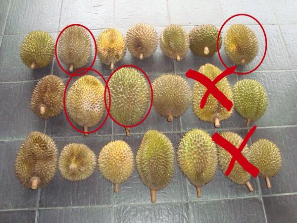 8 Tips Memilih Durian Yang Bagus Dan Lezat Kaskus