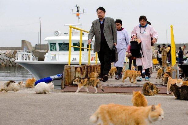 Pulau Kucing ( Cat Island ) di Aoshima. Jepang