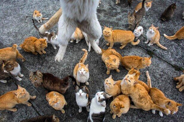 Pulau Kucing ( Cat Island ) di Aoshima. Jepang