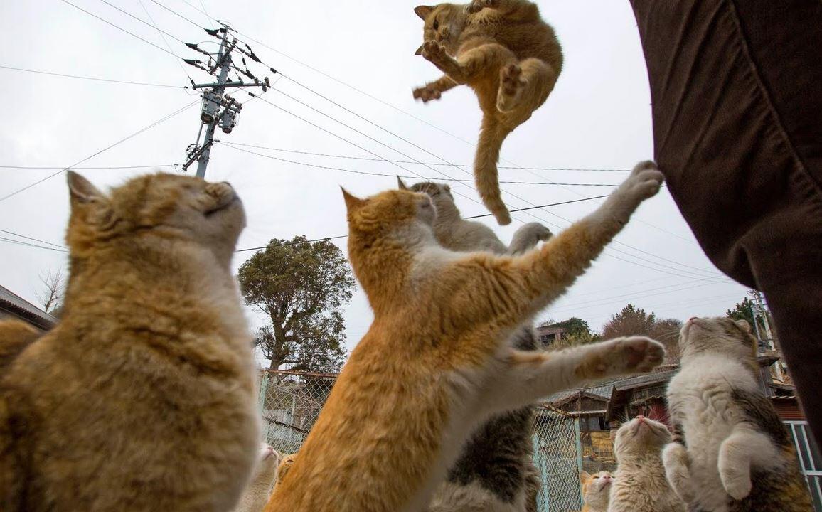 Pulau Kucing ( Cat Island ) di Aoshima. Jepang