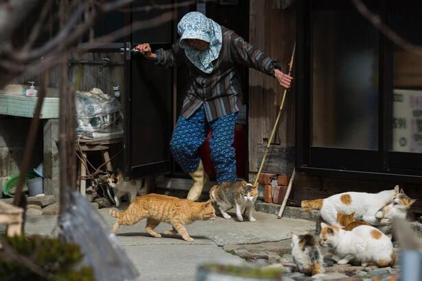 Pulau Kucing ( Cat Island ) di Aoshima. Jepang