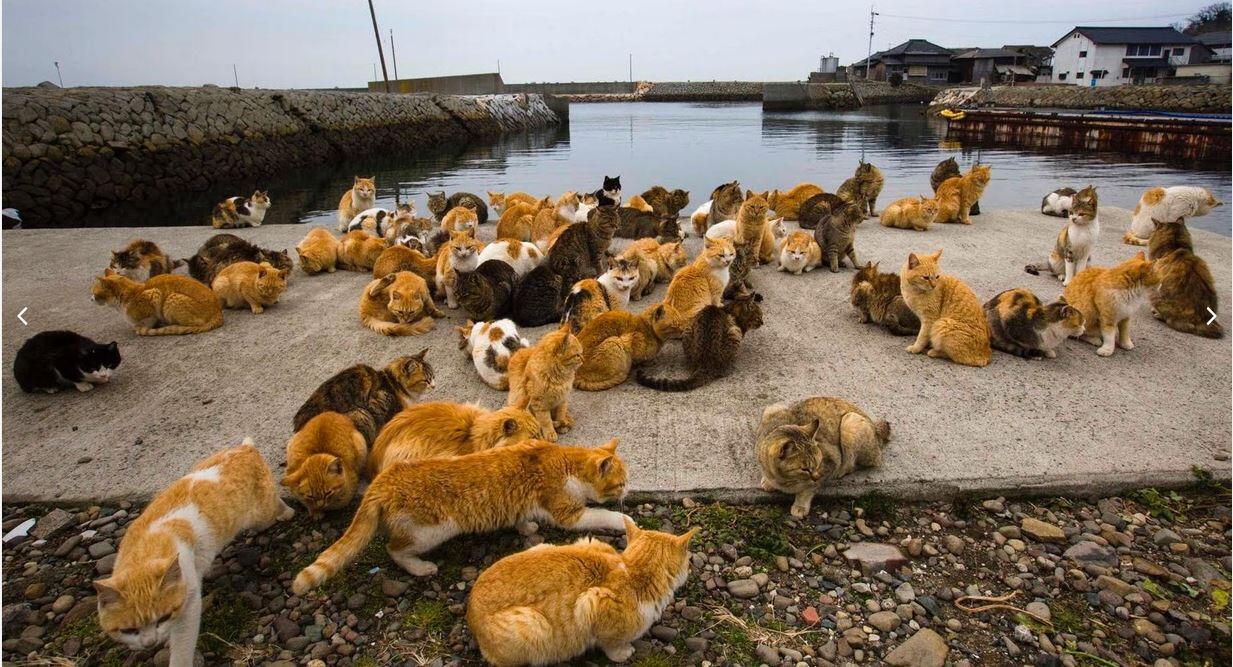 Pulau Kucing ( Cat Island ) di Aoshima. Jepang