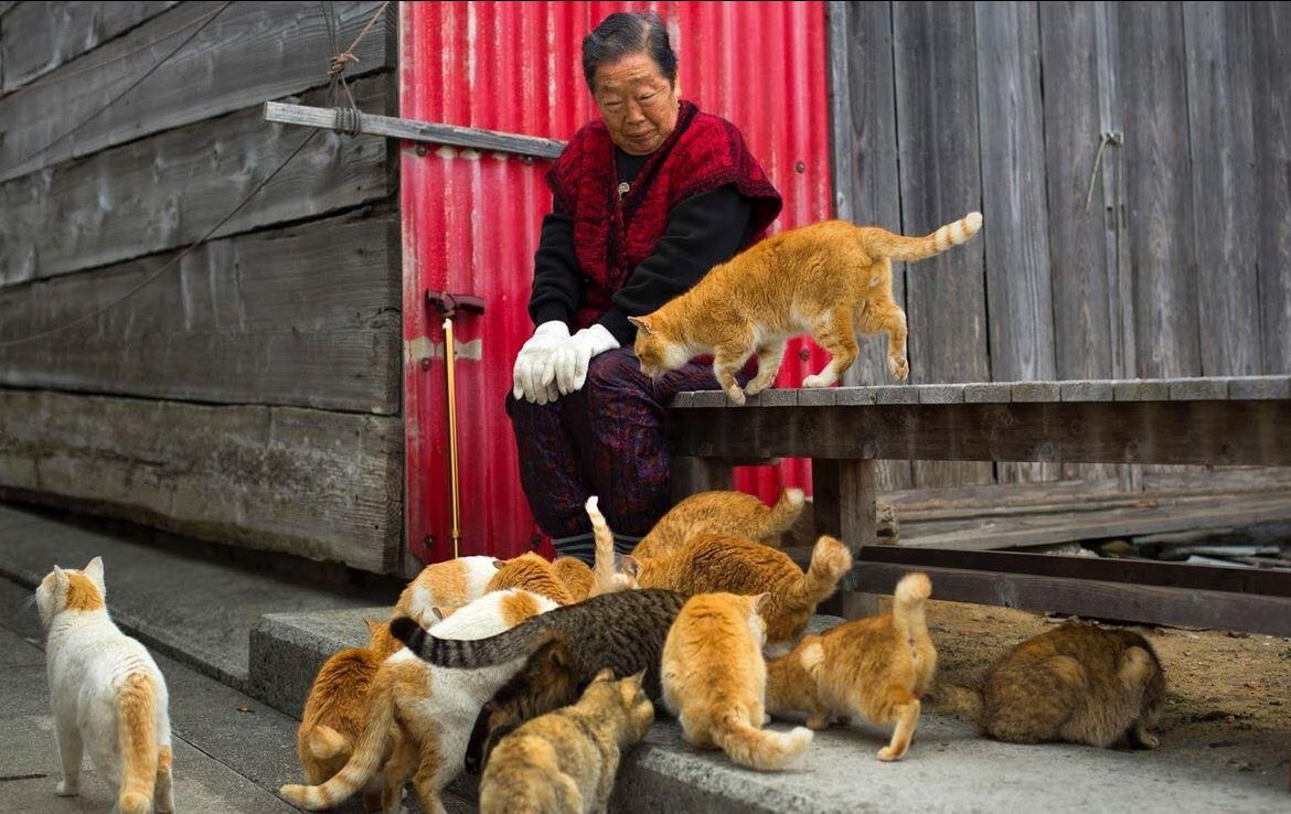 Pulau Kucing ( Cat Island ) di Aoshima. Jepang