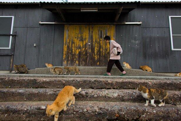 Pulau Kucing ( Cat Island ) di Aoshima. Jepang