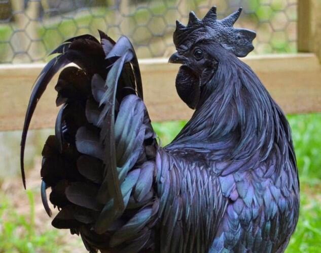 Ayam Termahal Sedunia Dari Indonesia, Harganya Hingga 32 Juta!
