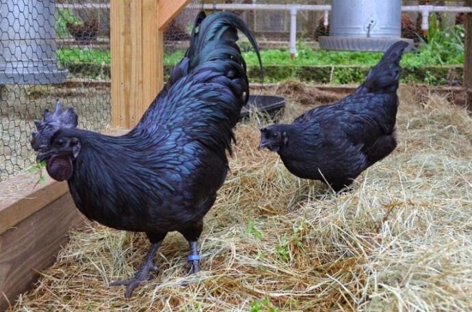 Ayam Termahal Sedunia Dari Indonesia, Harganya Hingga 32 Juta!