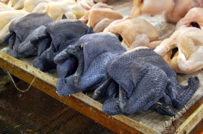 Ayam Termahal Sedunia Dari Indonesia, Harganya Hingga 32 Juta!