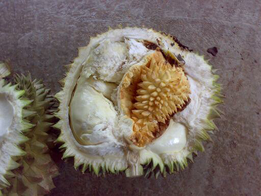 Duren di dalam Duren