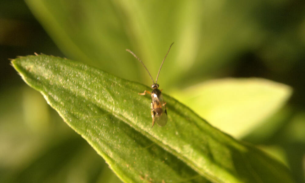 &#91;B&#93;&#91;SHARED&#93; Ane lagu asyik foto makro dapat gambar kayak gini gan,......&#91;/B&#93;