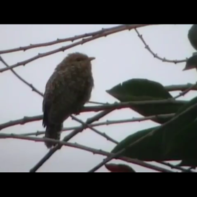 Misteri Suara Burung Uncuing yang Dianggap Pertanda Kematian,,,Wik wik wik...!