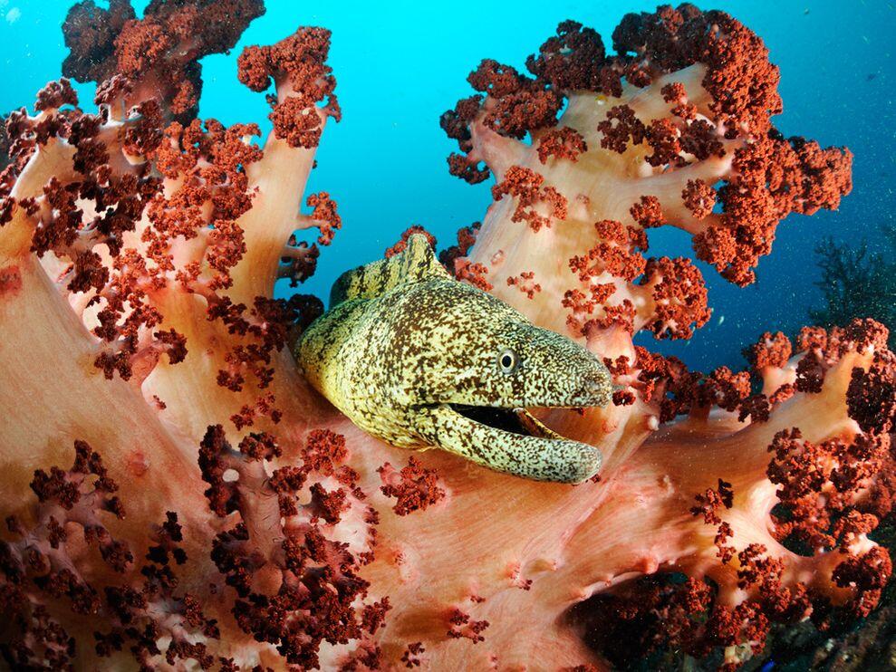 Foto-Foto Hewan Laut Terindah &amp; Terunik
