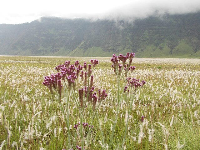 &#91;CARPER&#93; Mengitari kaldera, lautan pasir dan kawah Bromo