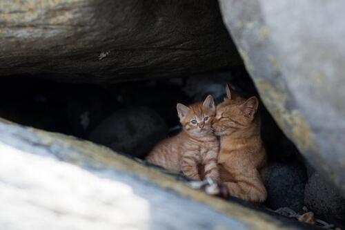 Surganya Para Kucing Di Pulau Dea-Dea (Sulawesi Barat)