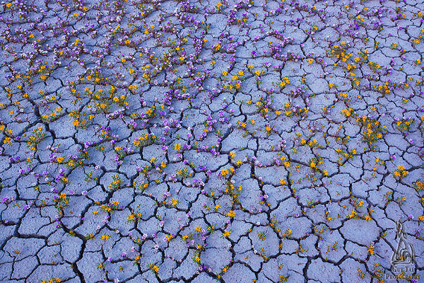 The Badlands, Gurun Unik Berwarna-Warni