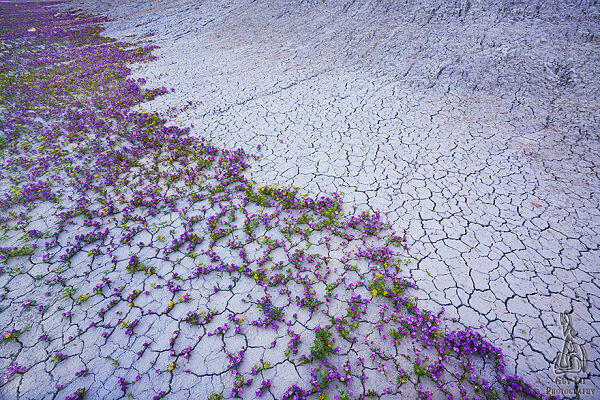 The Badlands, Gurun Unik Berwarna-Warni