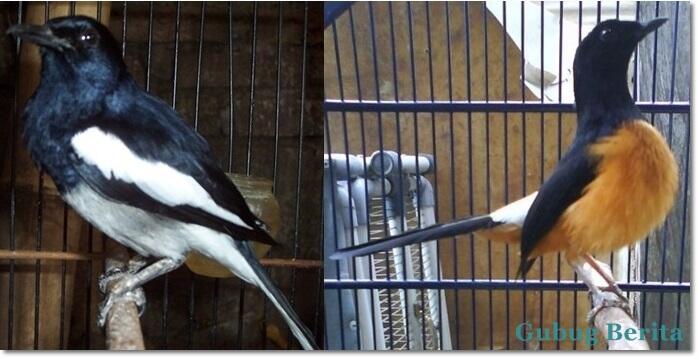 Ketahui Beberapa Penyebab Burung Kicau yang Membisu