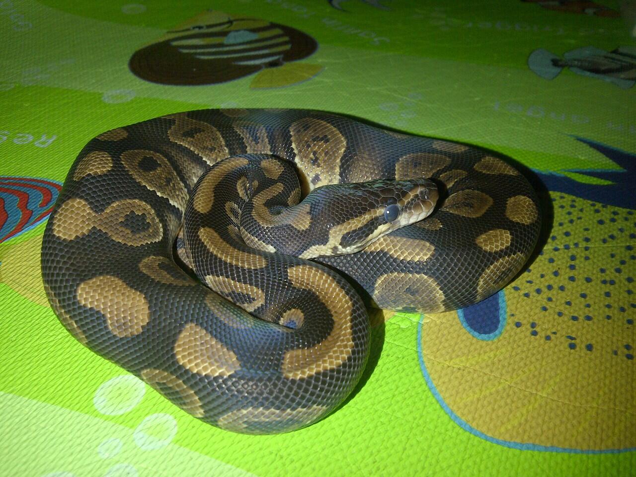 WTS BP, HYPO MILK SNAKE, RETIC MOTIF AJIB HARGA MENARIK