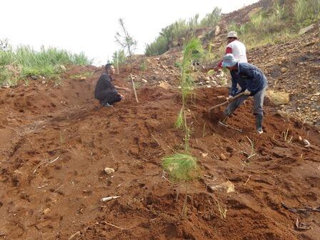 Lahan Bekas Tambang,,Disulap jadi Hutan Pendidikan