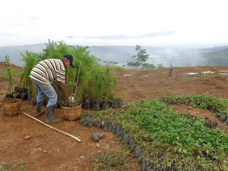 Lahan Bekas Tambang,,Disulap jadi Hutan Pendidikan