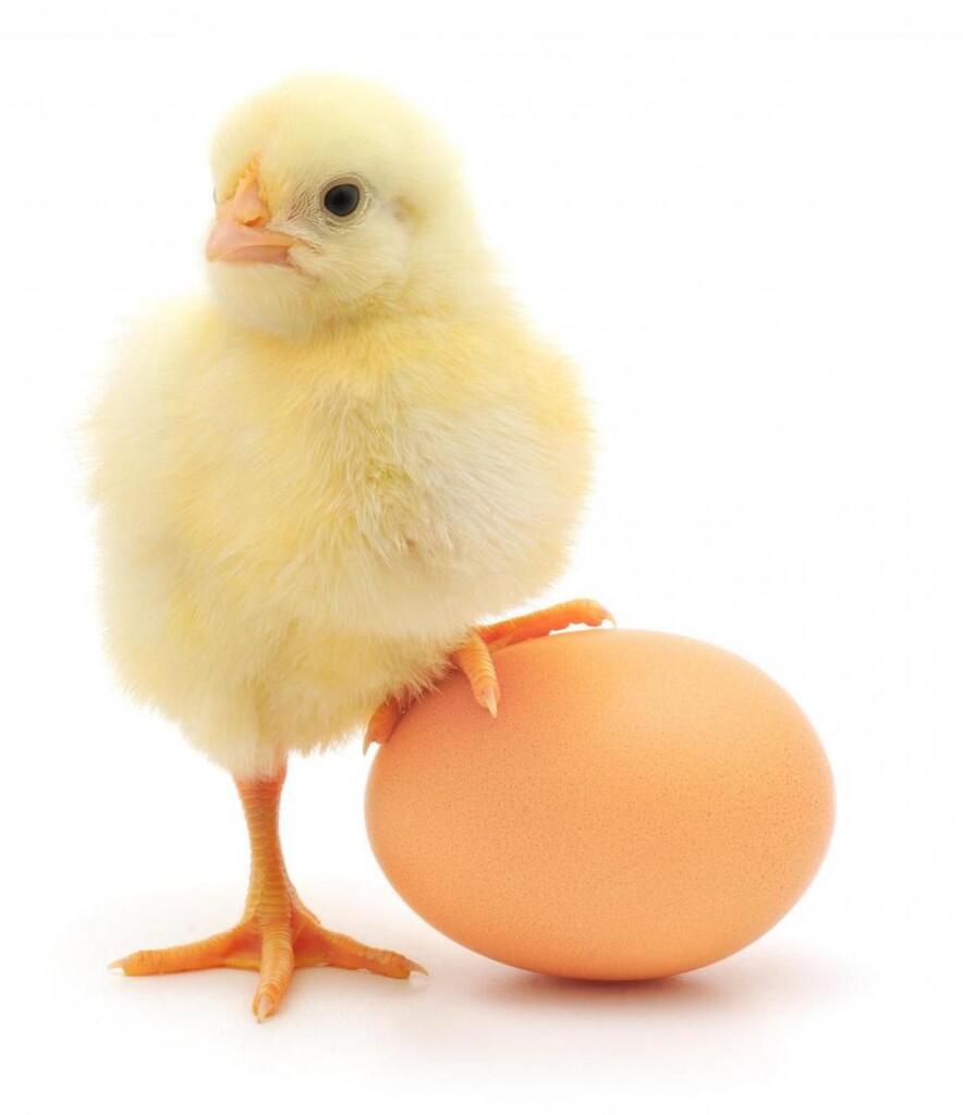 Soal Tebak Tebakan Duluan Mana Ayam Atau Telur Inikah Jawabannya