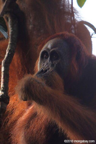 Saudara Orangutan Borneo yang Diambang Kepunahan