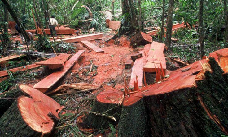 Saudara Orangutan Borneo yang Diambang Kepunahan