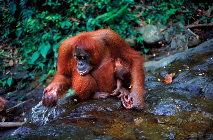 Saudara Orangutan Borneo yang Diambang Kepunahan