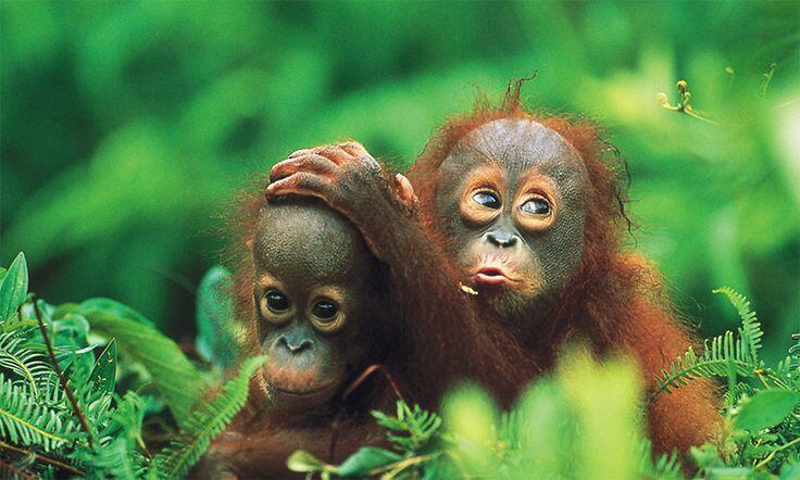 Saudara Orangutan Borneo yang Diambang Kepunahan