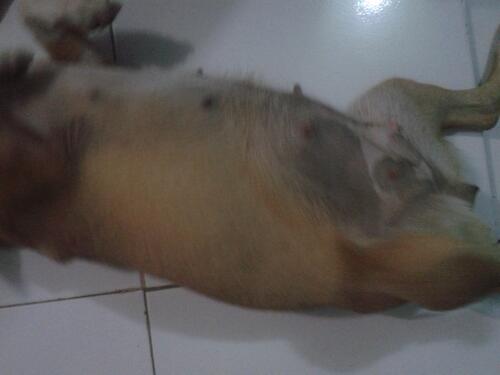 Anjing Kampung Mongrel Mix Breed Campuran Silangan Lover S Part