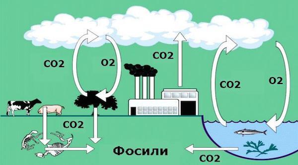 Inilah Elemen Penyusun dan Proses Terjadi Siklus Karbon
