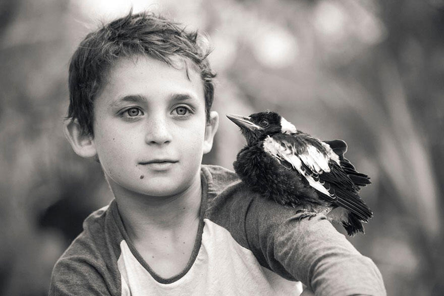 Burung Magpie Menjadi Teman Seumur Hidup Setelah Diselamatkan