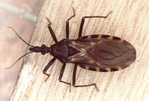 Fakta Kissing Bug, &quot;Real Vampire&quot; yang kemungkinan menemani agan tidur