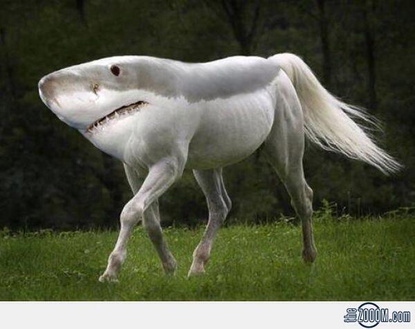 Walkimg shark , hiu eksotik endemik indonesia