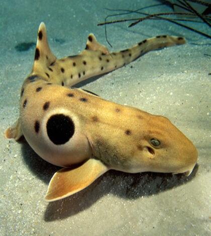 Walkimg shark , hiu eksotik endemik indonesia