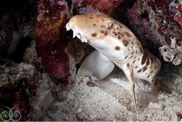 Walkimg shark , hiu eksotik endemik indonesia