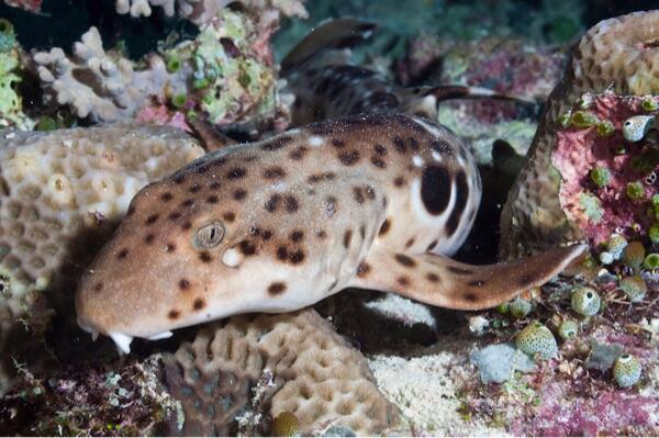 Walkimg shark , hiu eksotik endemik indonesia