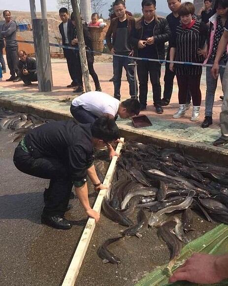 7 Ton Ikan Lele Tumpah Dari Truk, Membanjiri Jalan Raya