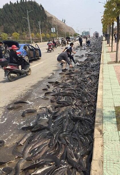 7 Ton Ikan Lele Tumpah Dari Truk, Membanjiri Jalan Raya