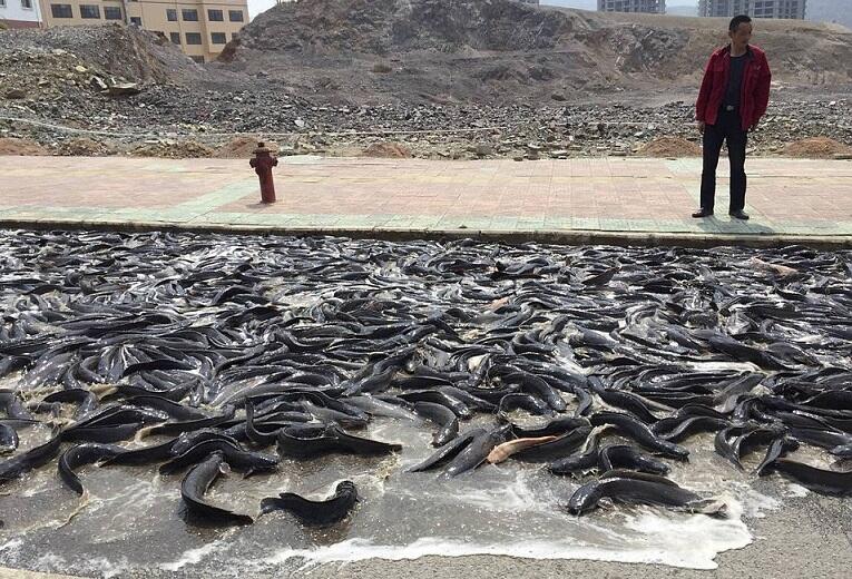 7 Ton Ikan Lele Tumpah Dari Truk, Membanjiri Jalan Raya