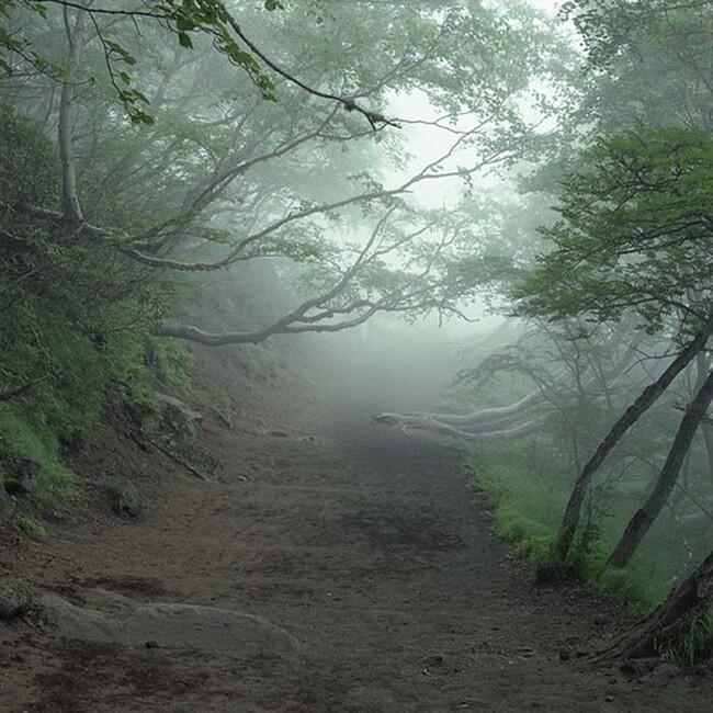 Rahasia Angker Aokigahara, Hutan Kematian di Jepang