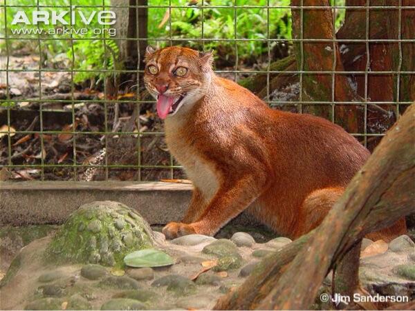 Kucing merah. hewan eksotis endemik indonesia