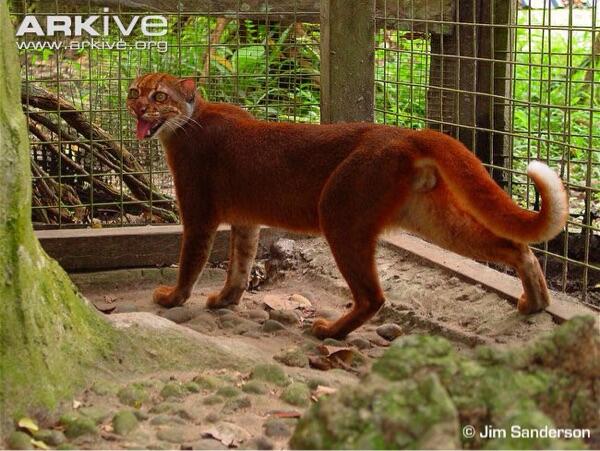 Kucing merah. hewan eksotis endemik indonesia